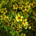 Yellow Waxflower