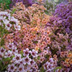 Assorted Waxflower