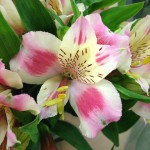 Alstroemeria