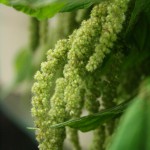 Amaranthus