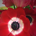 Anemones