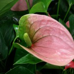 Anthurium