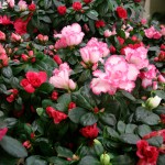 Azaleas