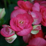 Begonias