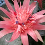 Bromeliads