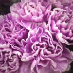 Carnations