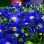 Cineraria