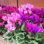 Cyclamen