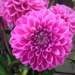 Dahlias