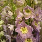 Delphinium & Larkspur