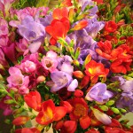 Freesia