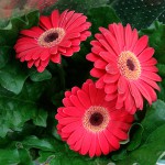 Gerberas