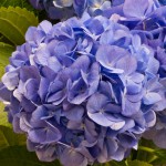 Hydrangea