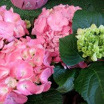 Hydrangea