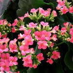 Kalanchoe