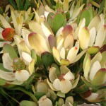 Leucadendron