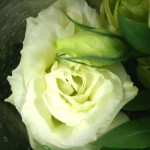 Lisianthus