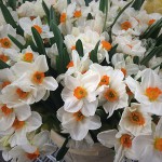 Narcissi