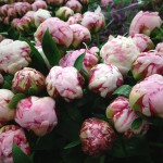 Peonies