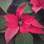 Poinsettia