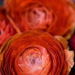 Ranunculus