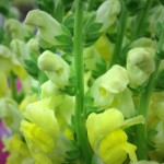 Snapdragons