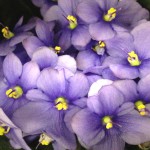 African Violets