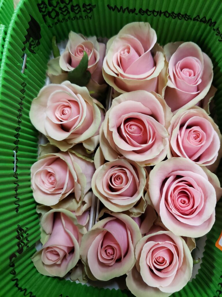 Absolut in Pink