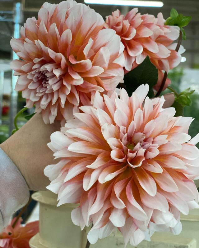 LOMEY Adhesive - Potomac Floral Wholesale